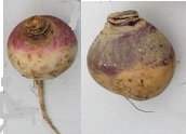 Turnip & Rutabaga